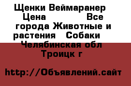 Щенки Веймаранер › Цена ­ 40 000 - Все города Животные и растения » Собаки   . Челябинская обл.,Троицк г.